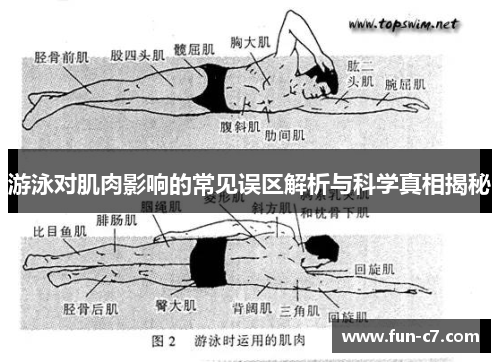 游泳对肌肉影响的常见误区解析与科学真相揭秘